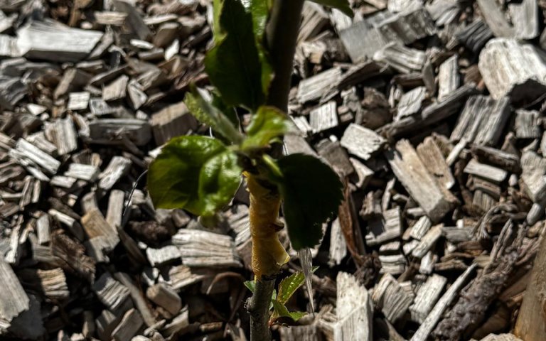 ff0f2f67-d787-4119-9bad-2ed532805e53