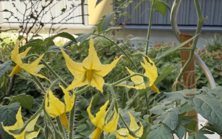 schulgarten2